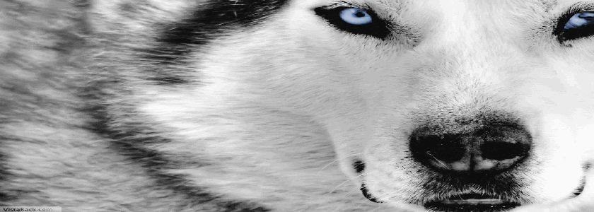 favorite-wolf